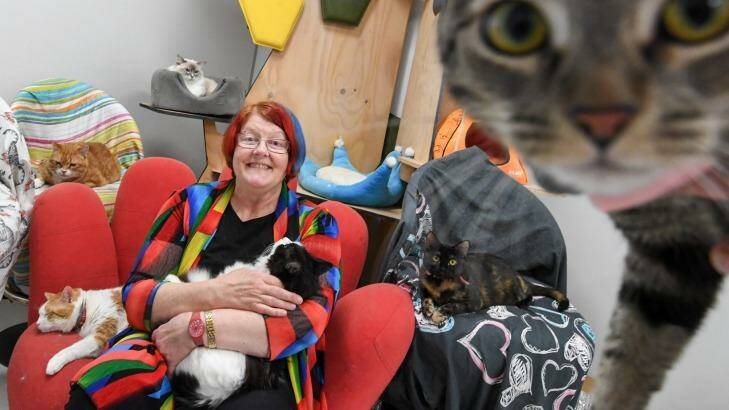 Kim Kendall, with feline friends at The Chatswood Cat Palace, has signed her veterinary practice up to the VetCompass database.  Photo: Peter Rae