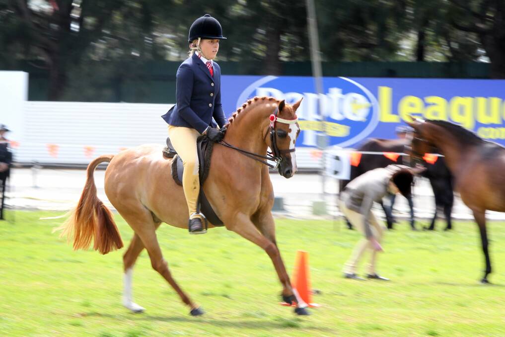 The champion large pony event at Dapto Show. Picture: SYLVIA LIBER