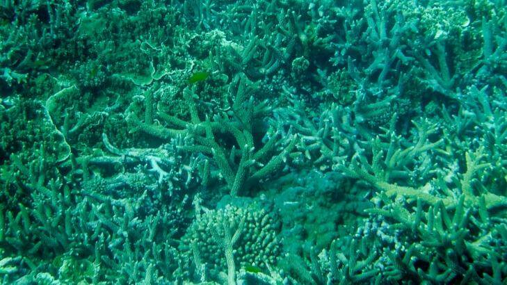 As much 60 per cent of the corals at the northern end of the Great Barrier Reef may have died in the current bleaching event. Photo: Eddie Jim
