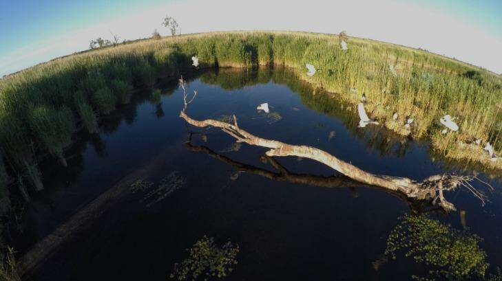 Birds in the Macquarie marshes. Photo: Nick Moir