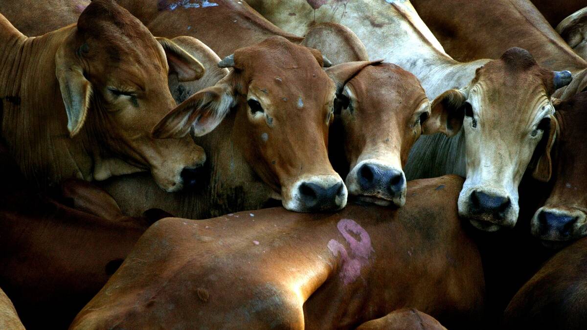 59 cattle die on board ship from Tasmania