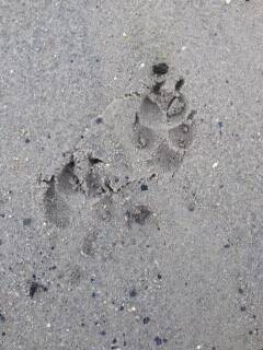 Paw prints on the Sublime Point Track. Picture courtesy of Anthony Phillips