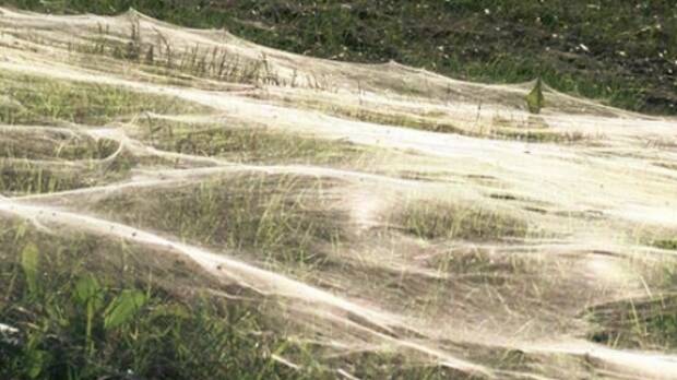 iny spiders leave a trail hundreds through Memphis grass over hundreds of metres. Photo: WMC Action News