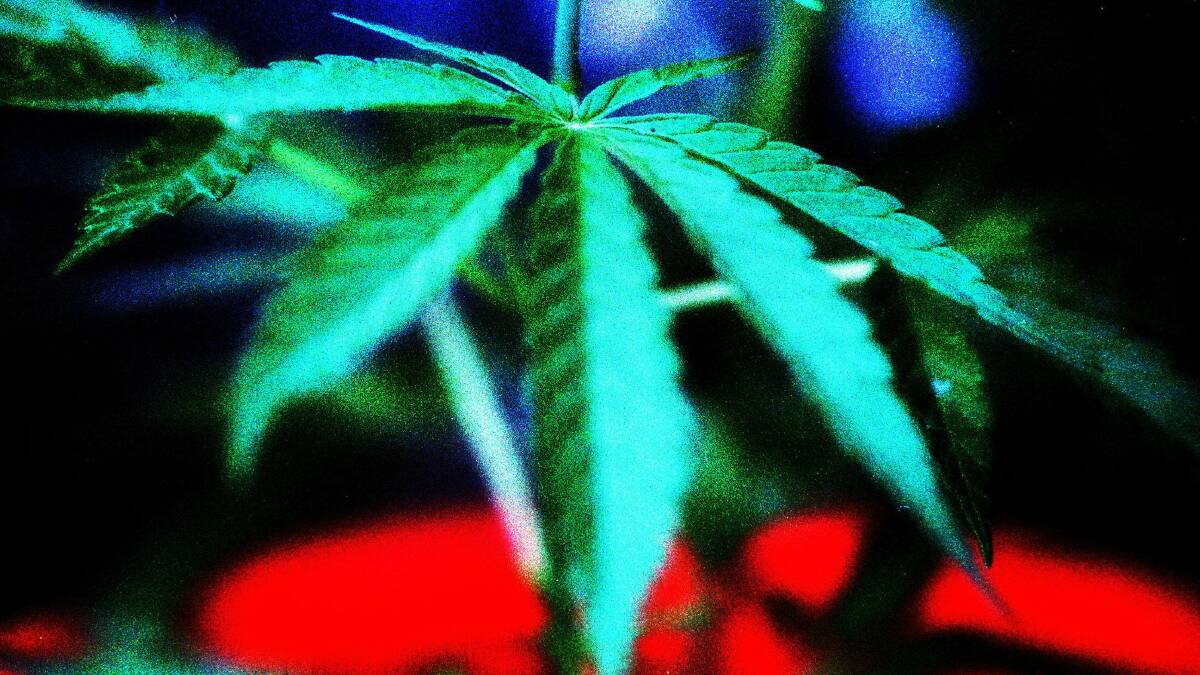 Cannabis found in Kanahooka home: police