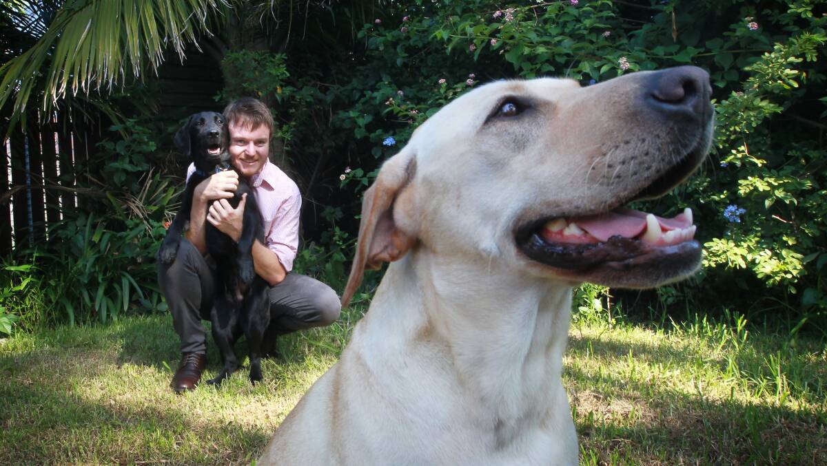 Sceptical: Greyhounds NSW vet Ben Holding, with Labradors Monty (black) and Ellie. Picture: SYLVIA LIBER