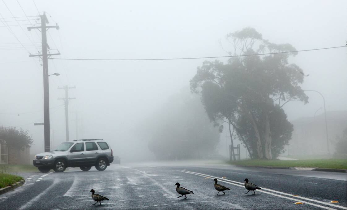 Four web-footed travellers enjoy the rain and fog in Walker Street, Helensburgh. Picture: KIRK GILMOUR