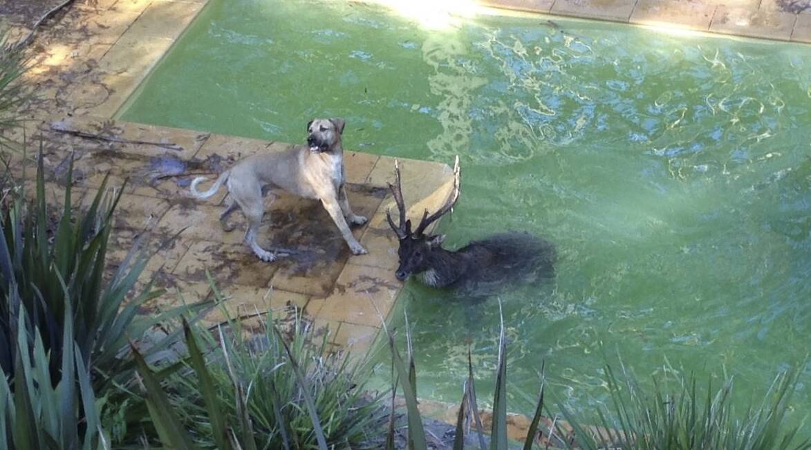 A deer took shelter in a swimming pool near Helensburgh after being chased by a dog (also pictured) last week. Picture: SUPPLIED