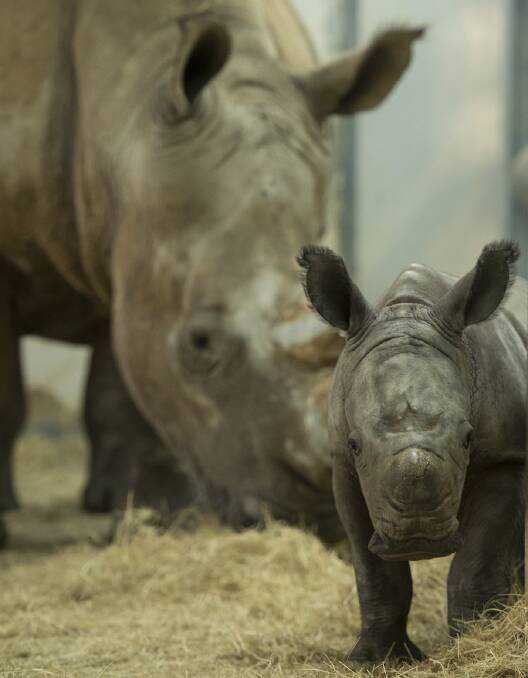 Kiama - the baby rhino.