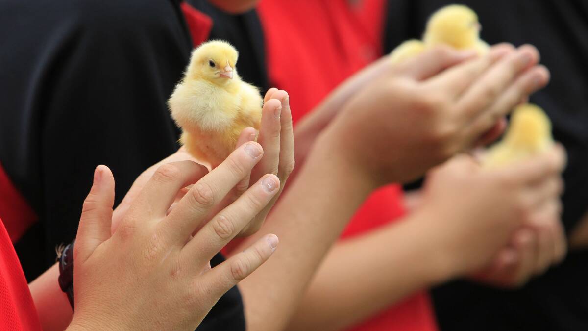 Albion Park High School students with some of the 14 chicks they are rearing for the Easter Show. Picture: ANDY ZAKELI