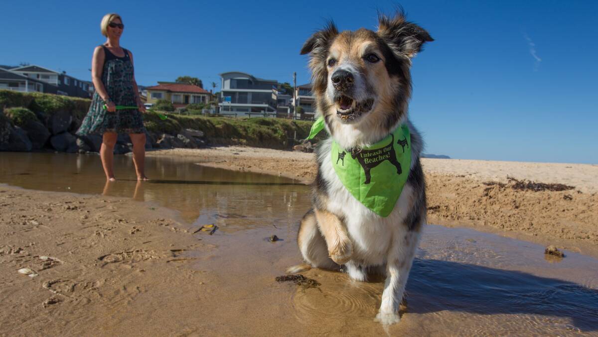 Donna Bennett plays with her dog Percy at Thirroul’s McCauleys Beach yesterday. Picture:  CHRISTOPHER CHAN