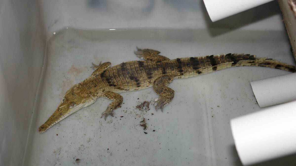 The crocodile found in a Dapto garage.