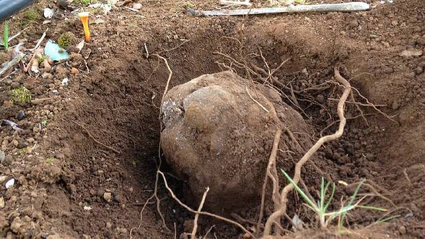 The record-breaking truffle in the ground at Yelverton Truffles. Picture: YELVERTON TRUFFLES