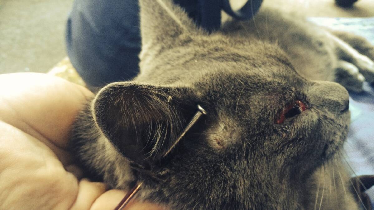 Bellambi cat cruelty: pet's ear pierced with 8cm nail