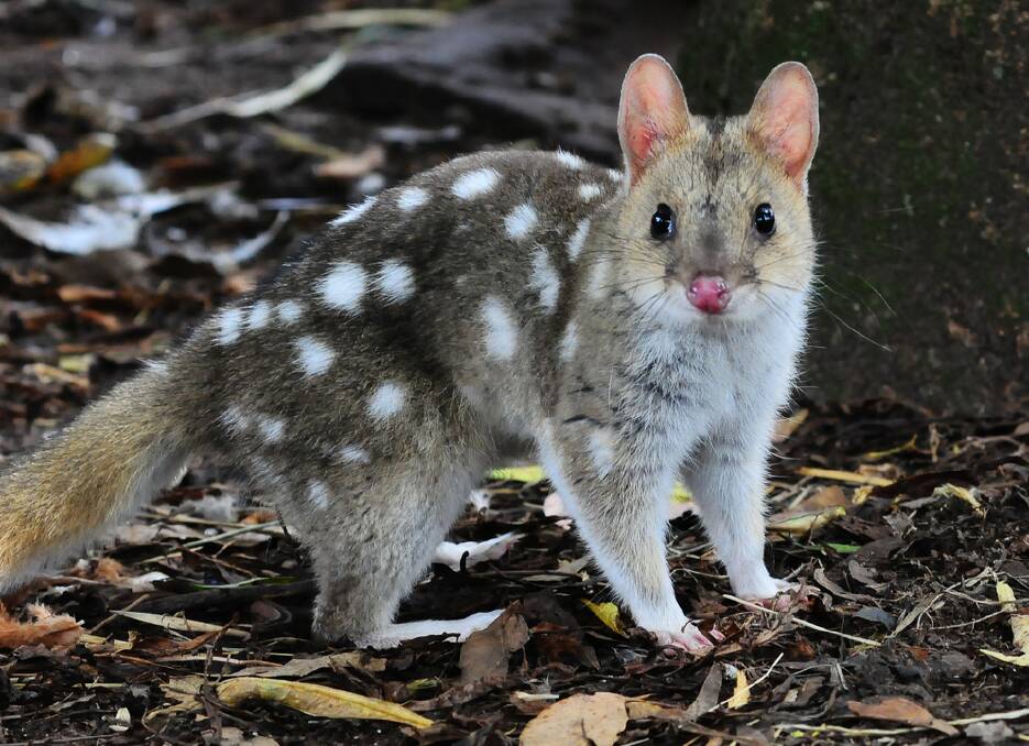 Eastern quolls have not been seen in the wild on mainland Australia since 1963.