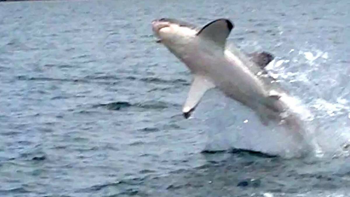 GREAT WHITE: The shark in Lake Macquarie.  Picture: Rod Collins