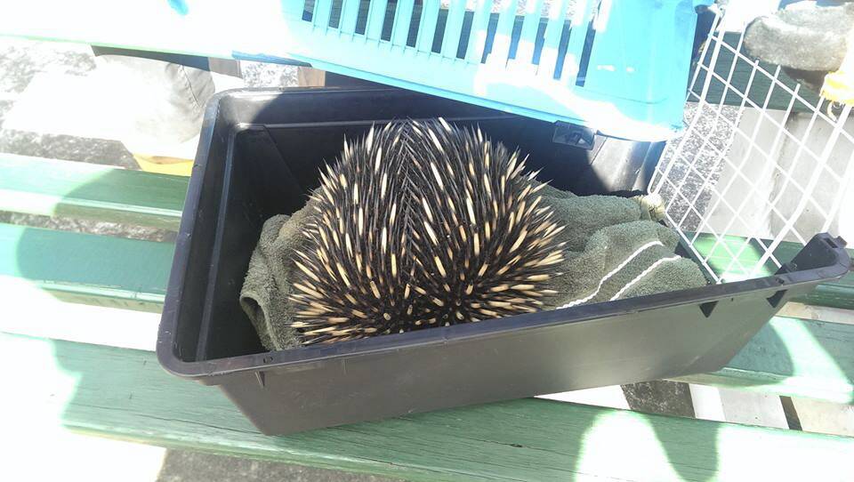 The gloves were on in a dramatic echidna rescue at Unanderra on Tuesday. Pictures supplied by Fire and Rescue NSW.