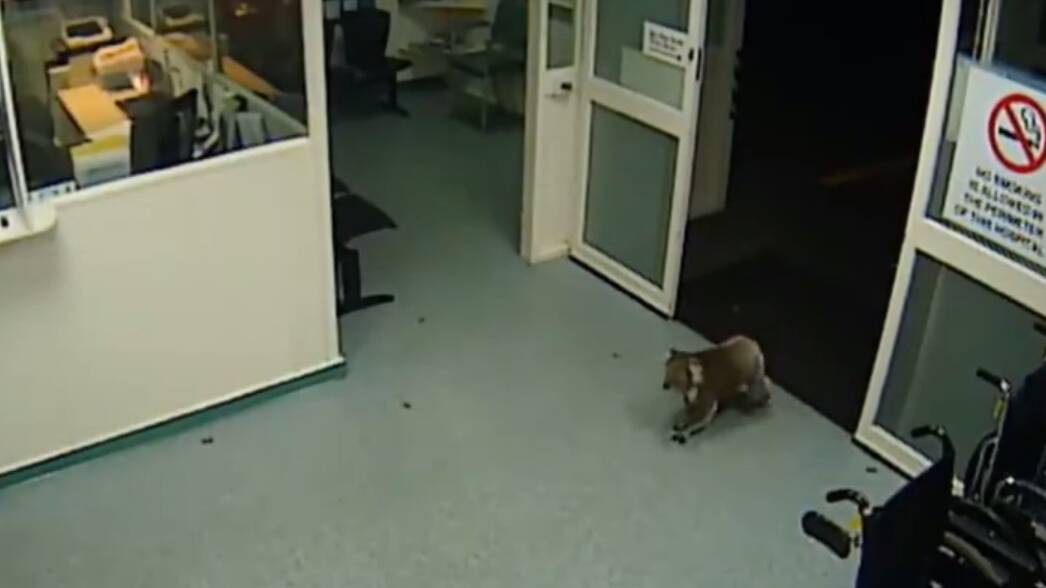 A Koala visits the Hamilton Base Hospital's emergency department. 