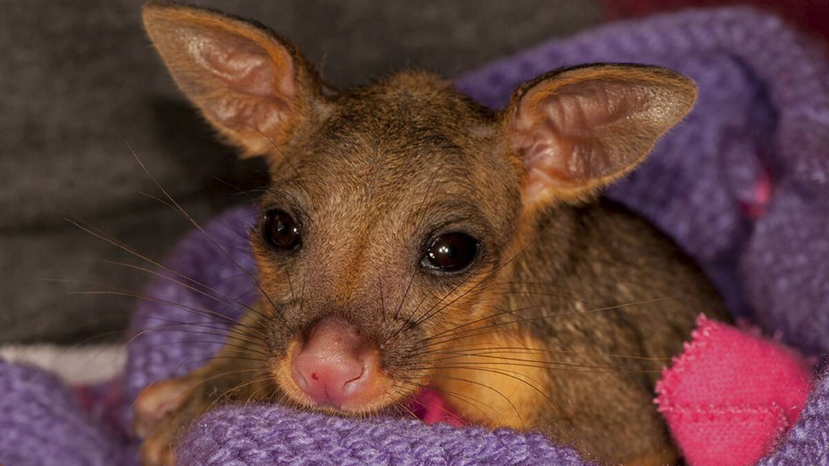 A brushtail possum in a woollen pouch. Picture:  N.EDARDS
