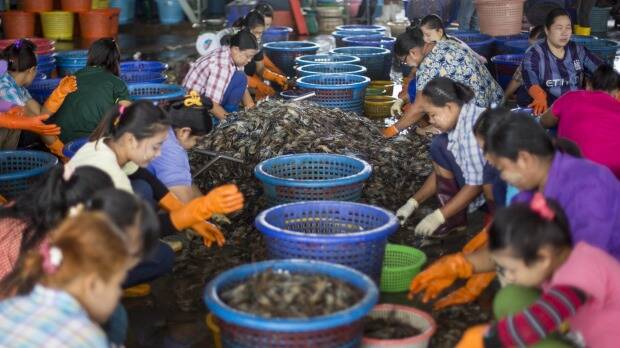 Female workers sort shrimp at a seafood market in Mahachai, Thailand. Photo: Gemunu Amarasinghe
