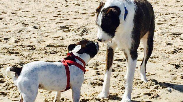 Maudie, left, susses out another dog at the off-leash dog beach. Photo: Neil McMahon

