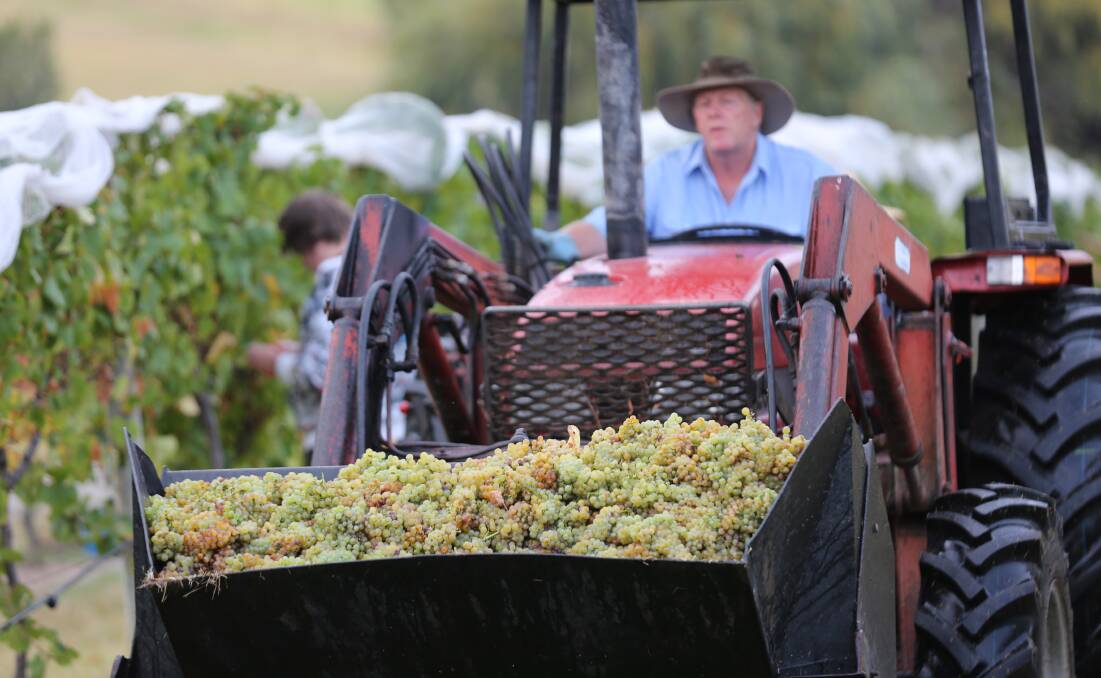 The 2015 harvesting of grapes gets under way at Coolangatta Estate with the threat of rain failing to materialise. Picture: GREG ELLIS