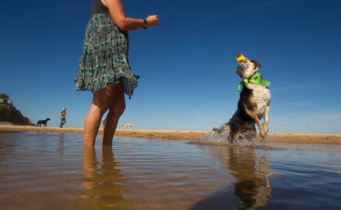 Off-leash beach zonings to stay