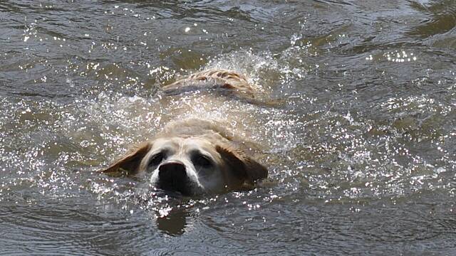 Kiama councillors support dog river swims 