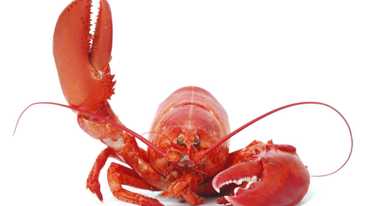 Date set for lobster over-fishing case