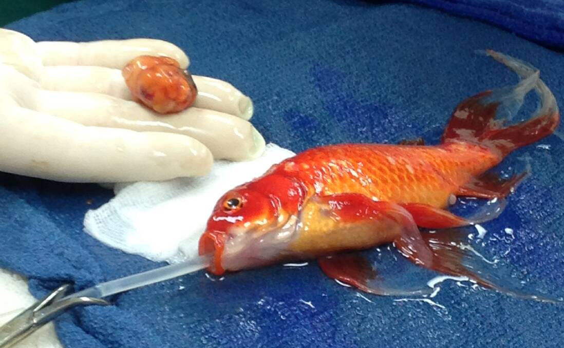 Lort Smith vet Dr Tristan Rich removed a tumour from George the Goldfish in a "high-risk" operation. Photo supplied by Lort Smith

