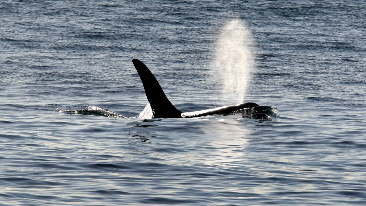 A killer whale off Flagstaff Hill in 2009.