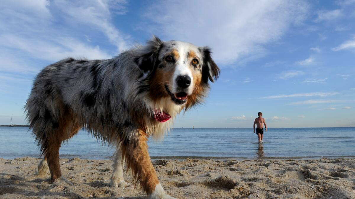 Off-leash dog beaches: vet joins protest