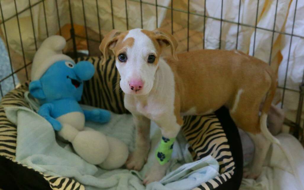 Lucky, on the road to recovery - the only puppy to survive the killing of his litter.