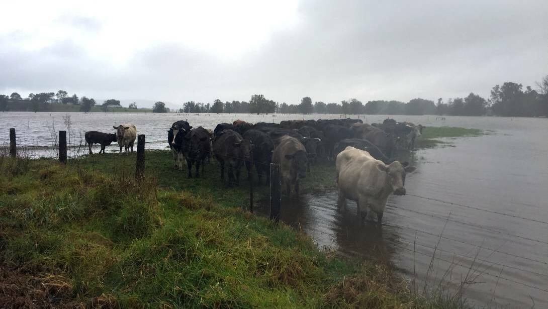 Stranded cattle surrounded by flood water. Picture: SYLVIA LIBER
