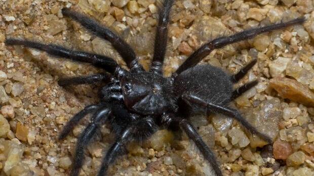 A curtain web spider, one of 18 new species of spider discovered at Fish River Station in the NT. Picture: R.WHYTE

