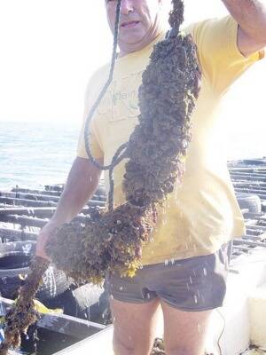 "Mussels are the monitors of the water:" Andrew Harvey holding a mussel suspension culture. Picture: LUCY CORMACK