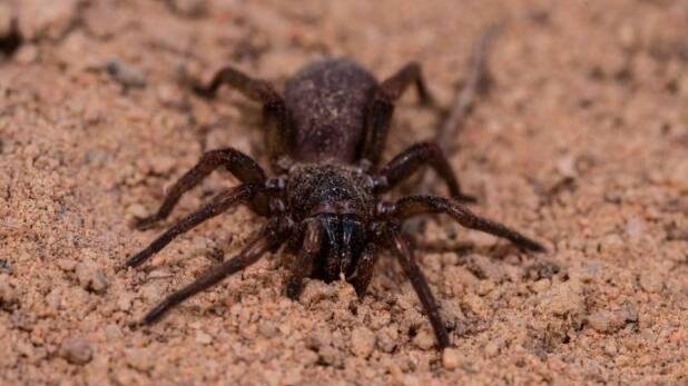 Brush-footed spider found at Olkola, Queensland. Picture: GARY GRANITCH
