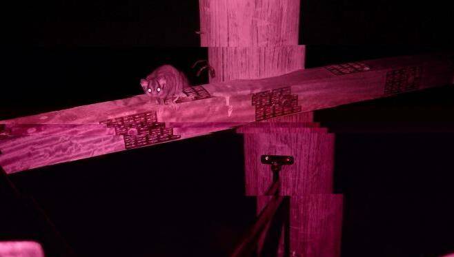 Night vision cameras have recorded a variety of native animals using the poles and rope bridges. Picture: SUPPLIED