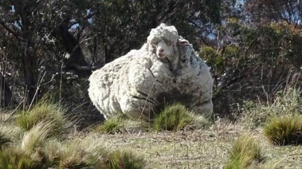 Woolly: The RSPCA says the sheep desperately needs a shear. Picture: RSPCA
