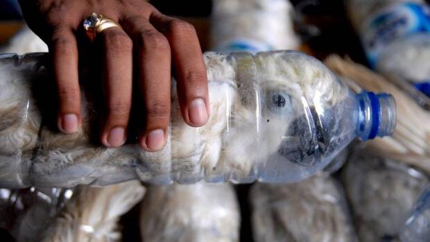 A policeman holds a water bottle with a yellow-crested cockatoo stuffed inside, at the Tanjung Perak customs office, Indonesia. Picture: REUTERS