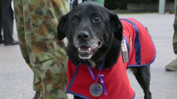 Sarbi, Australia's most decorated military dog, has died. Picture: JEFFREY CHAN