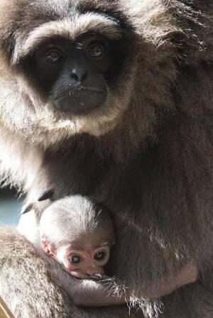An endangered silvery gibbon was born at Mogo Zoo over the weekend. Picture: Mogo Zoo