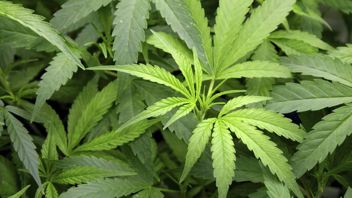 Crime figures reveal cannabis most common drug find