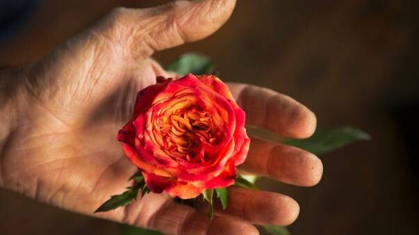 Florists and gardeners top the list of the happiest professions. Picture: Simon O'Dwyer