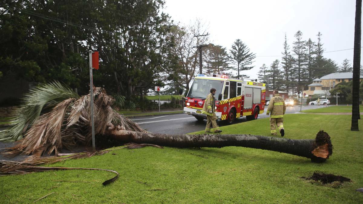 Power lines were brought down in Austinmer St, Austinmer when a palm tree was uprooted during the wild weather. Picture: KIRK GILMOUR