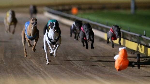 The greyhound industry has been rocked by the live baiting scandal. 