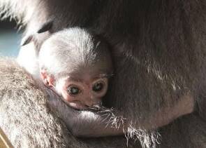 An endangered silvery gibbon was born at Mogo Zoo over the weekend. Picture: Mogo Zoo