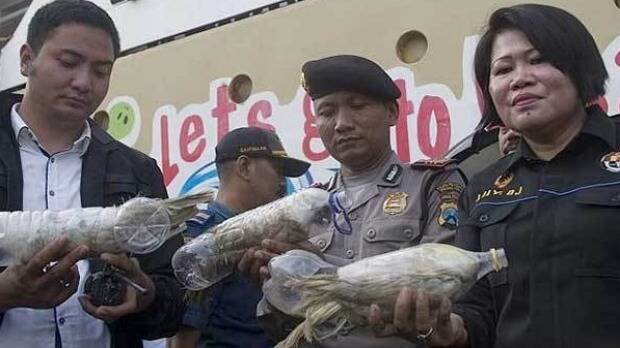 Indonesian officials hold the recovered birds. Picture: AFP
