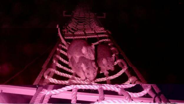 Possums taking the rope bridge over the Hume Highway. Researchers say the bridges are connecting animal populations once divided by the road. Picture: SUPPLIED