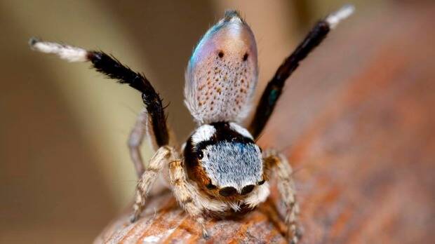 A new species of peacock spider found at Carnarvon Station in Queensland, on a previous Bush Blitz survey. Picture: R. WHTE
