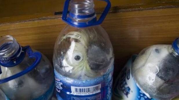 Endangered yellow cuckatoos stuffed in bottles in Indonesia. Picture: AFP
